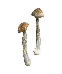 Buy HillBilly Magic Mushrooms