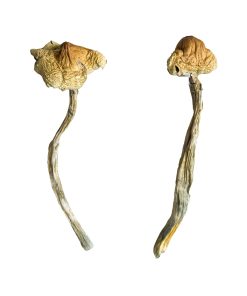 Buy Huautla Magic Mushrooms