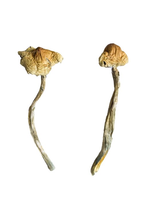 Buy Huautla Magic Mushrooms