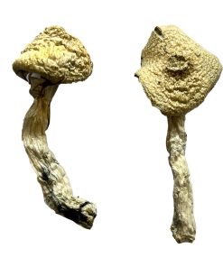 Buy Jack Frost Magic Mushrooms