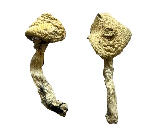 Buy Jack Frost Magic Mushrooms