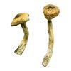 Buy Jerry Garcia Magic Mushrooms