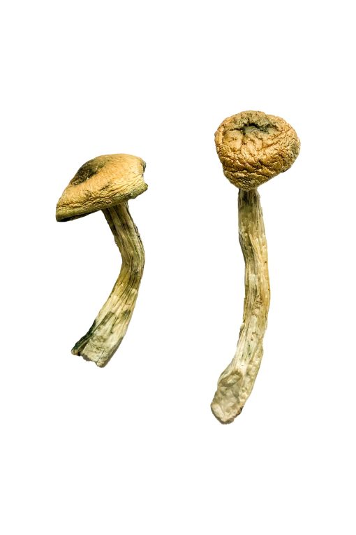 Buy Jerry Garcia Magic Mushrooms