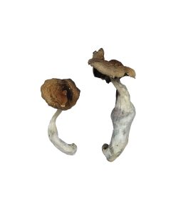 Buy Koh Samui Magic Mushrooms