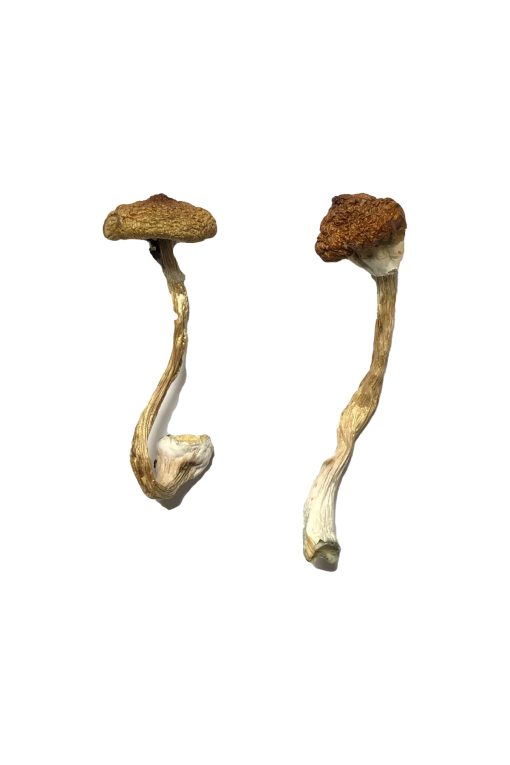 Buy Koh Samui Super Strain Magic Mushrooms