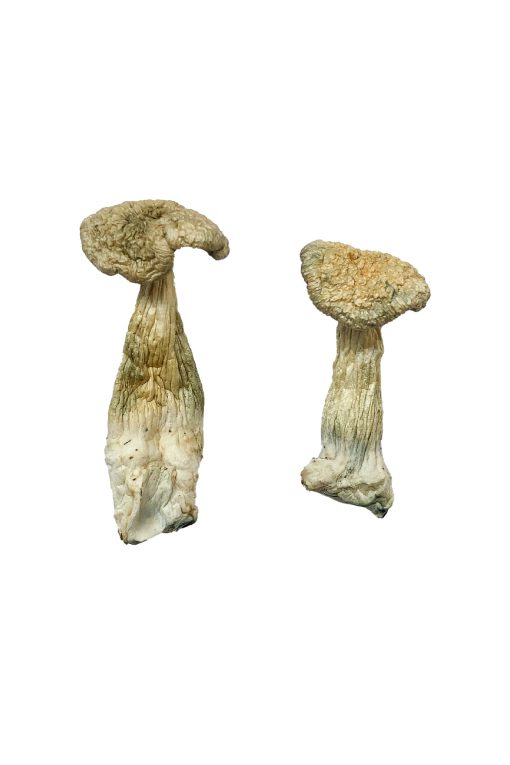 Buy Leucistic Burma Magic Mushrooms