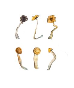 Buy Magic Mushroom Sampler Kit / Tasting Menu