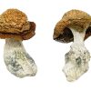 Buy Makilla Gorilla Magic Mushrooms