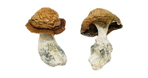 Buy Makilla Gorilla Magic Mushrooms