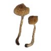 Buy Malabar Magic Mushrooms