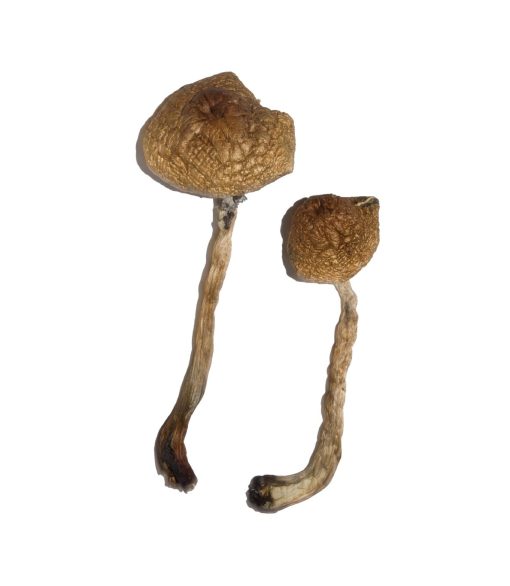 Buy Malabar Magic Mushrooms