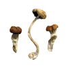 Buy Malaysian Magic Mushrooms