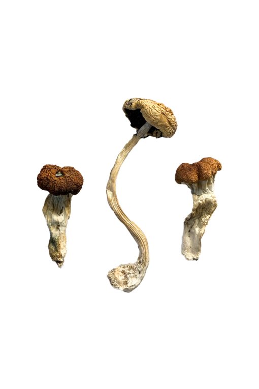 Buy Malaysian Magic Mushrooms