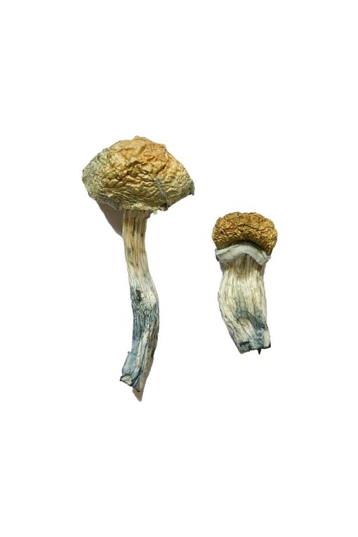 Buy Mazatapec Magic Mushrooms