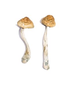 Buy McKennaii Magic Mushrooms