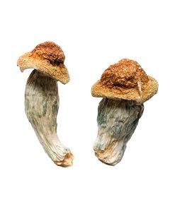 Buy Melmac (Homestead Penis Envy) Magic Mushrooms