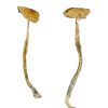 Buy Nepal Chitwan Magic Mushrooms