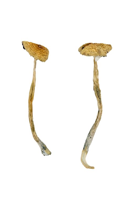 Buy Nepal Chitwan Magic Mushrooms