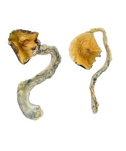 Buy Panama Magic Mushrooms