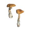 Buy Penis Envy 6 (PE6) Magic Mushrooms