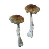 Buy Psilocybe Aztecorum Magic Mushrooms