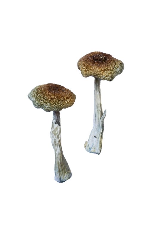 Buy Psilocybe Aztecorum Magic Mushrooms