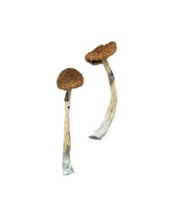 Buy Puerto Rican Magic Mushrooms