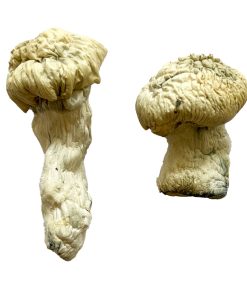 Buy Shakti (Albino Malabar) Magic Mushrooms