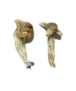 Buy Shepherds Cut Penis Envy Magic Mushrooms