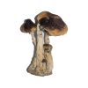 Buy South American Magic Mushrooms