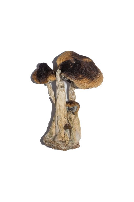 Buy South American Magic Mushrooms