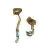 Buy Texas Yellow Cap Magic Mushrooms