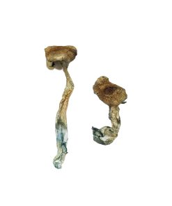 Buy Texas Yellow Cap Magic Mushrooms