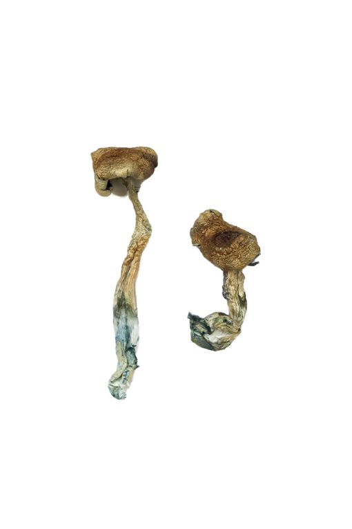 Buy Texas Yellow Cap Magic Mushrooms