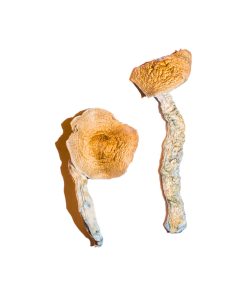 Buy Transkei Magic Mushrooms