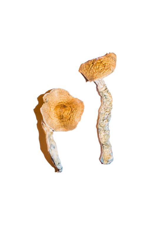 Buy Transkei Magic Mushrooms