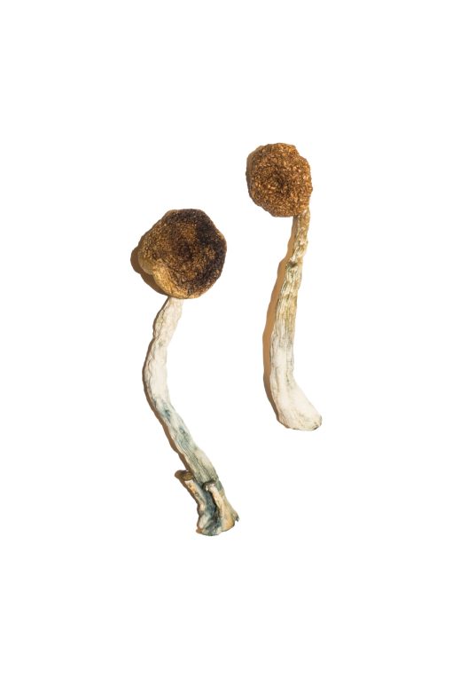 Buy Treasure Coast Magic Mushrooms