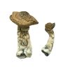 Buy Tri-Colour Ecuadorian Magic Mushrooms