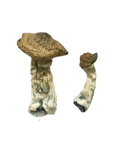 Buy Tri-Colour Ecuadorian Magic Mushrooms