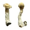 Buy Trinity Magic Mushrooms