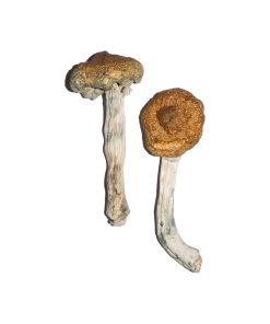 Buy Vietnamese Magic Mushrooms