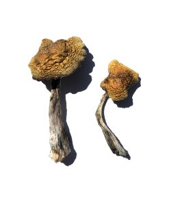 Buy Wollongong Magic Mushrooms