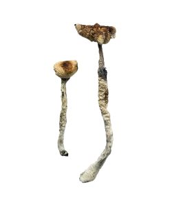 Buy Z-Strain Magic Mushrooms