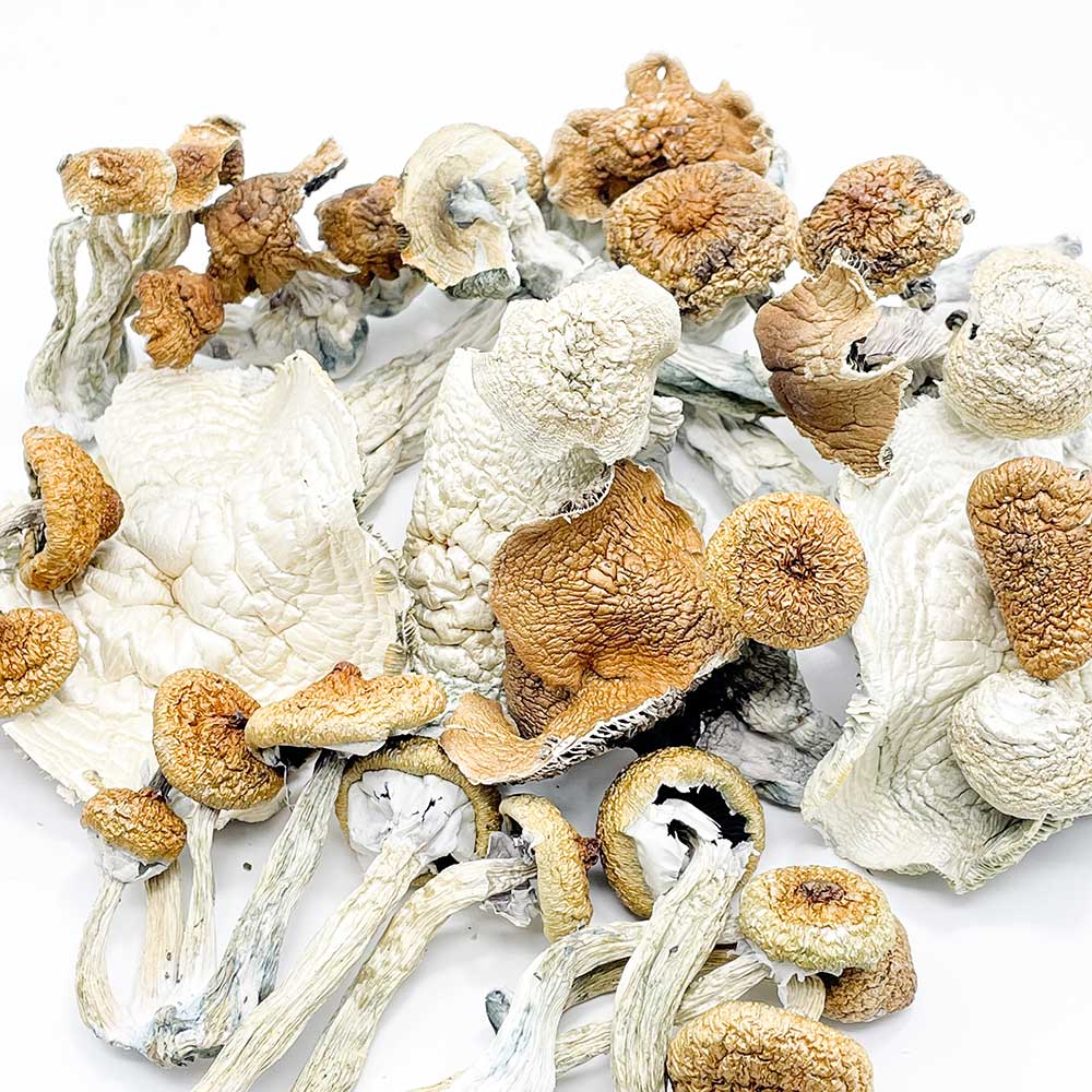 bulk mushroms in canada