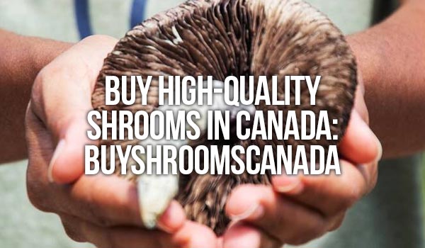 buy mushrooms for sale canada