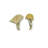 Buy Creature 801 Magic Mushrooms