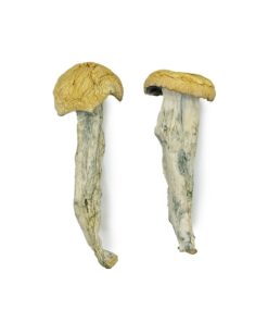 Fo Dawg Magic Mushrooms For Sale