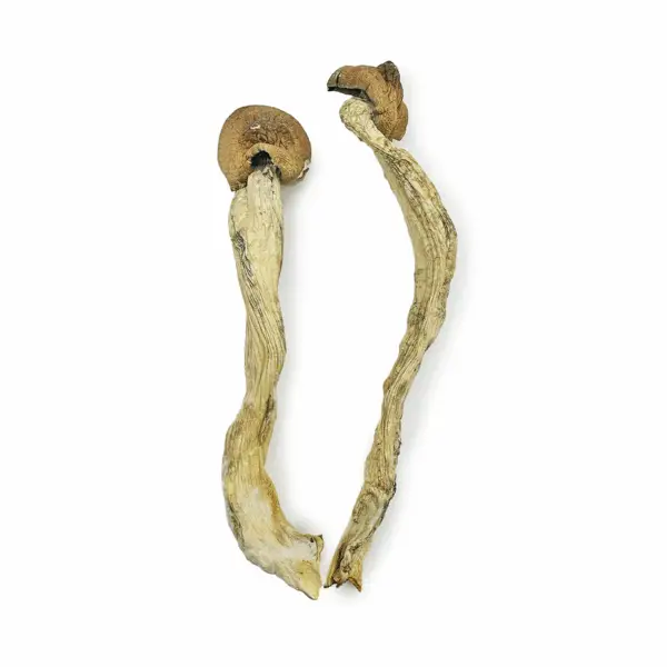 Penis Envy 7 Magic Mushrooms - Image 2